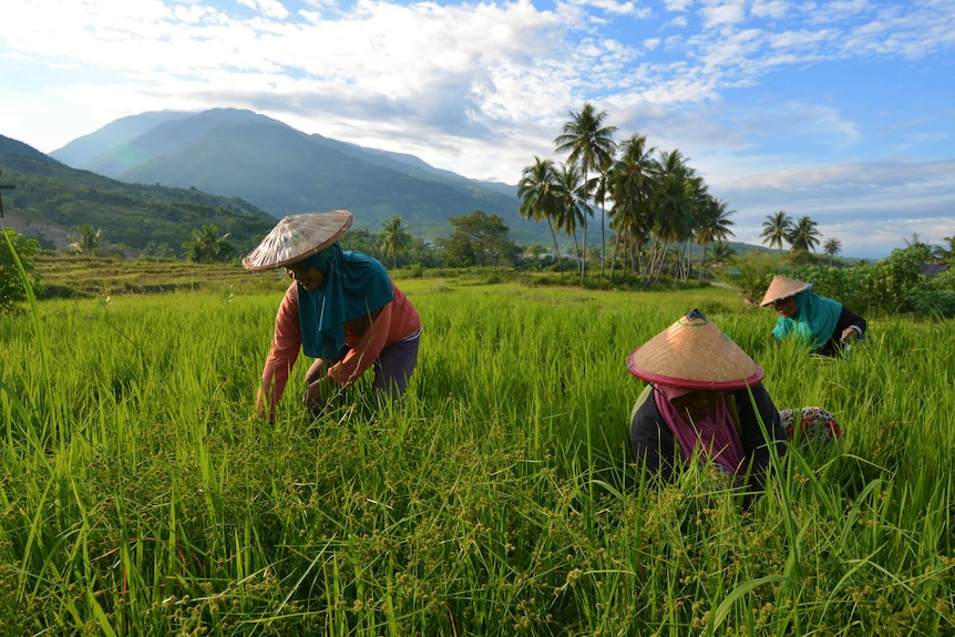 Sản lượng top 3 thế giới vẫn nhập khẩu hàng triệu tấn gạo khiến nông dân hoang mang, quốc gia này đang có ý đồ gì? - Ảnh 2.