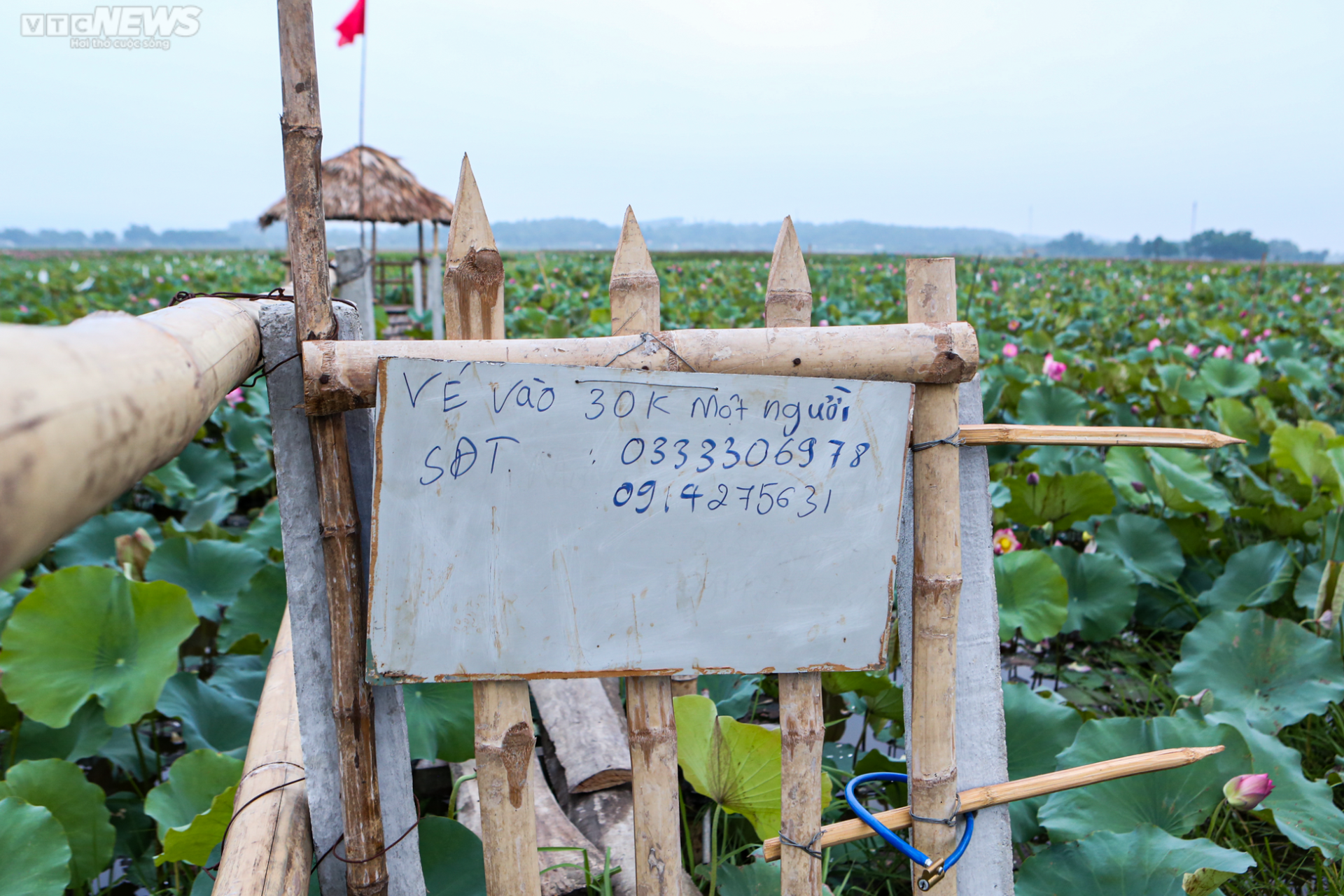 Rộn ràng mùa thu hoạch hạt ‘thần dược’, nông dân thu hàng chục triệu đồng mỗi vụ - Ảnh 18.