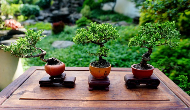 Ngày ngày đi nhặt rêu, nhổ cây dại ven đường, cô gái đem về biến thành những tác phẩm bonsai mini đẹp mắt - Ảnh 7.