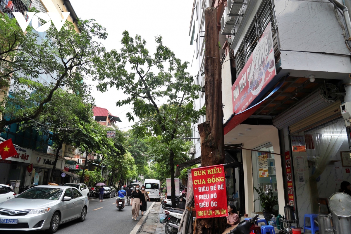 Cây xanh chết hàng loạt trên phố Hà Nội nguy cơ mất an toàn cho người dân - Ảnh 8.