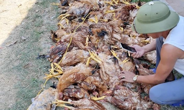 Mất điện đột ngột, gần 1.000 con gà lăn ra chết - Ảnh 1.