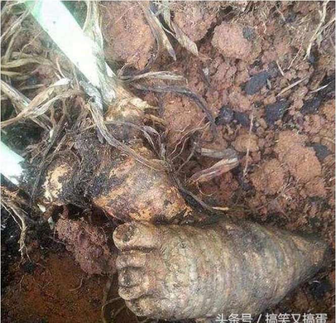 Lão nông báo tin phát hiện "vật thể hình bàn chân", chuyên gia: "Bán nó sẽ có tiền" - Ảnh 2. Lão nông báo tin phát hiện "vật thể hình bàn chân", chuyên gia: "Bán nó sẽ có tiền" - Ảnh 2.
