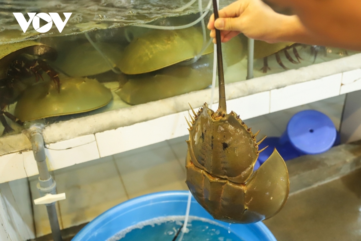 Chi tiền triệu để ăn đặc sản “10 chân 4 mắt” ở Quảng Ninh - Ảnh 3.