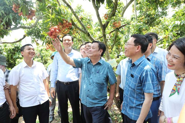 Không mua theo cân, Bộ trưởng Lê Minh Hoan đặt cả cây vải thiều xuất Nhật - Ảnh 2.