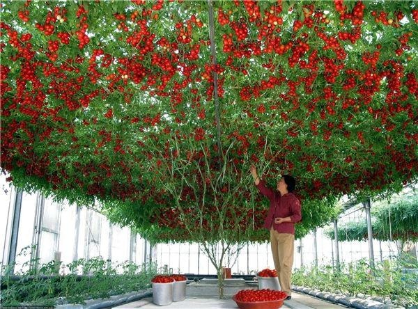 日本: トマトの木 12,000 個の実 - 写真 3。