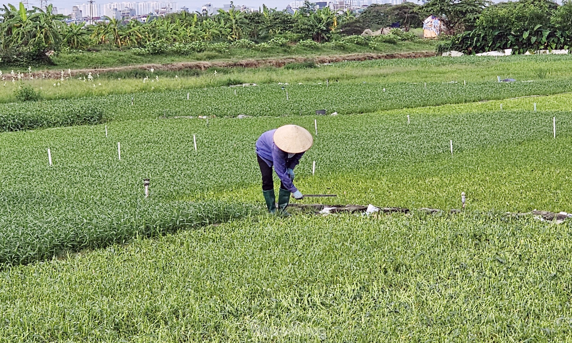 Gần 20 năm 'ôm đất' siêu dự án nhà ở sinh thái Đồng Mai thành nơi chăn bò, trạm bê tông 'lậu' - Ảnh 15.