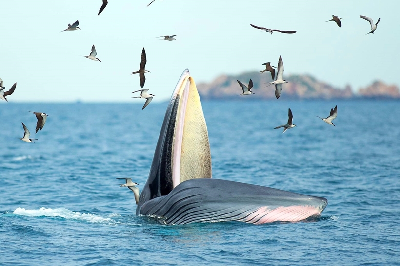 Nơi có thể ngắm cá voi đi săn ngay tại Việt Nam, được du khách nhận xét là thiên đường mùa hè - Ảnh 2.