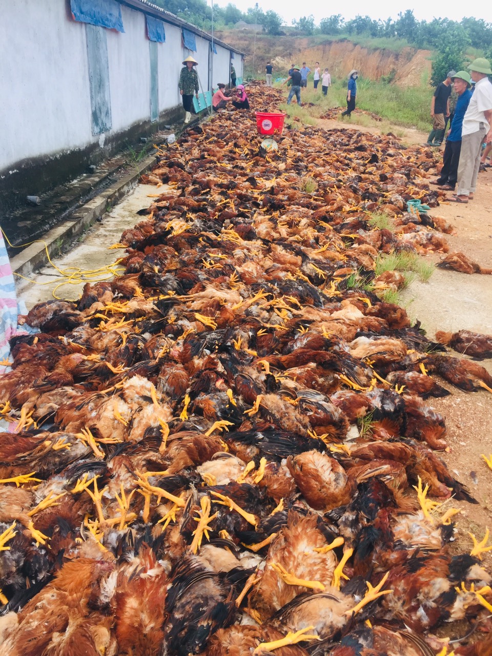Giải cứu gần 8.000 ngàn con gà bị chết ngạt do hệ thống quạt gió gặp sự cố - Ảnh 1.