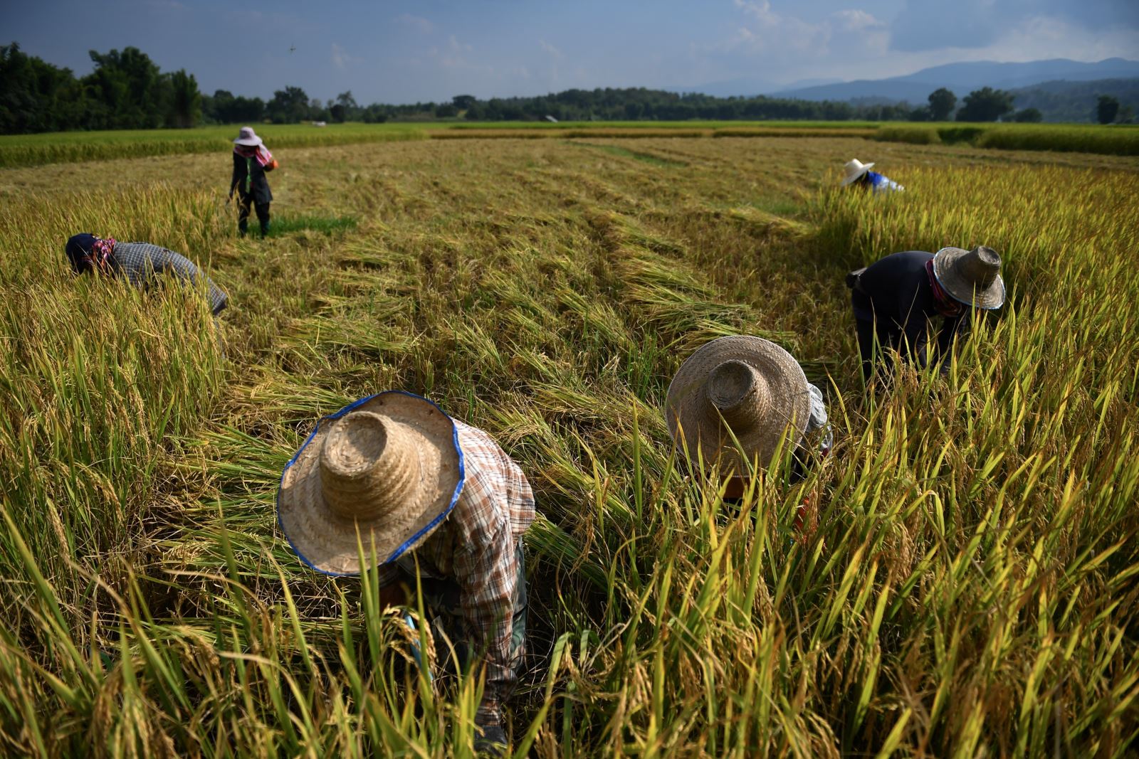 El Nino đang đe doạ vụ mùa lúa gạo trên khắp châu Á - Ảnh 1.
