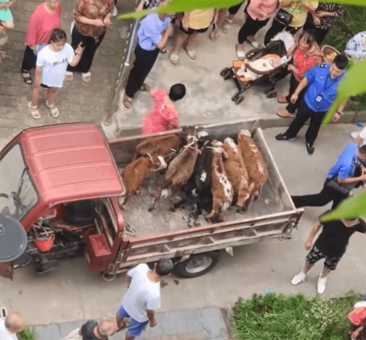 Nuôi 7 con bò ở ban công chung cư, người đàn ông khiến hàng xóm 'phát điên' - Ảnh 2.