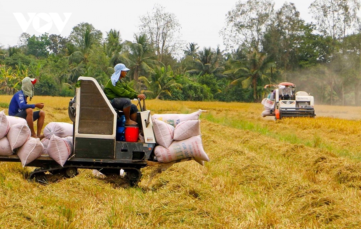 Cơ hội xuất khẩu gạo và những cảnh báo cần thiết cho doanh nghiệp Việt Nam - Ảnh 1.