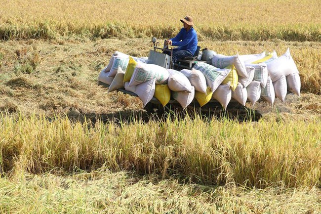Gạo Việt Nam có mặt ở nhiều thị trường khó tính - Ảnh 1.