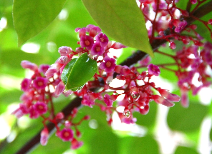 5 loại hoa quen thuộc trong vườn là 'vựa thuốc quý' - Ảnh 1.
