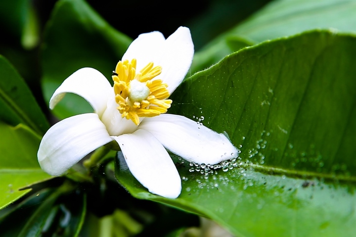 5 loại hoa quen thuộc trong vườn là 'vựa thuốc quý' - Ảnh 2.