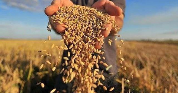 Xuất khẩu “hạt ngọc trời” tăng trưởng cao nhất 10 năm, nhóm cổ phiếu ngành gạo bứt phá, thậm chí phá đỉnh lịch sử