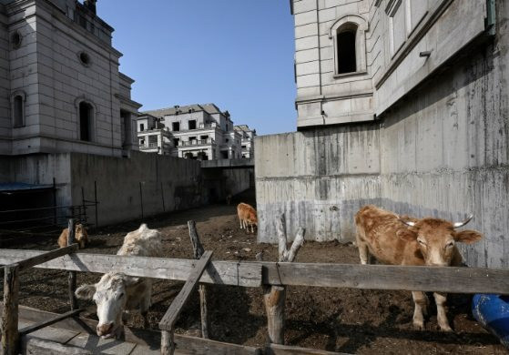 Thảm họa khủng hoảng BĐS Trung Quốc: Dự án có hàng trăm biệt thự giá triệu USD thành thị trấn ma, bị nông dân ‘xâm chiếm’ nuôi bò, trồng trọt - Ảnh 4.