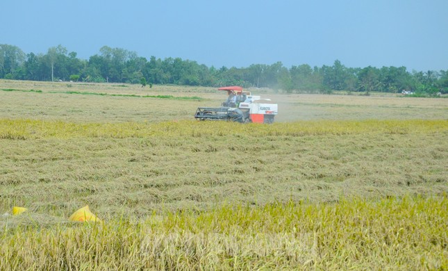 Ấn Độ cấm xuất khẩu gạo: Cơ hội thế nào, rủi ro ra sao với Việt Nam? - Ảnh 2.