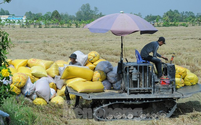 Ấn Độ cấm xuất khẩu gạo: Cơ hội thế nào, rủi ro ra sao với Việt Nam? - Ảnh 1.