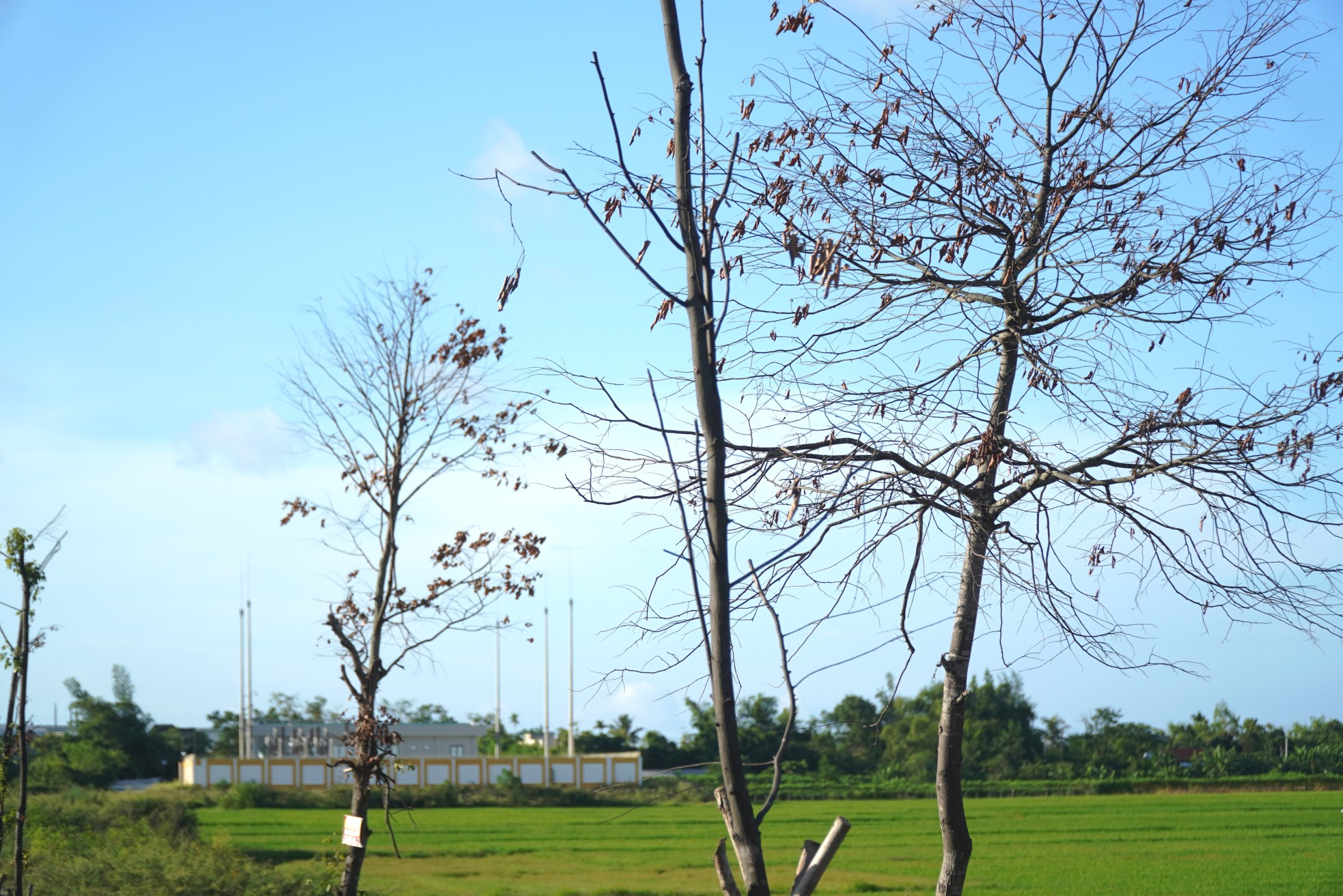 Loạt cây xanh đô thị tại Huế bỗng thành ‘củi khô’ sau khi bứng đi trồng lại - Ảnh 2.