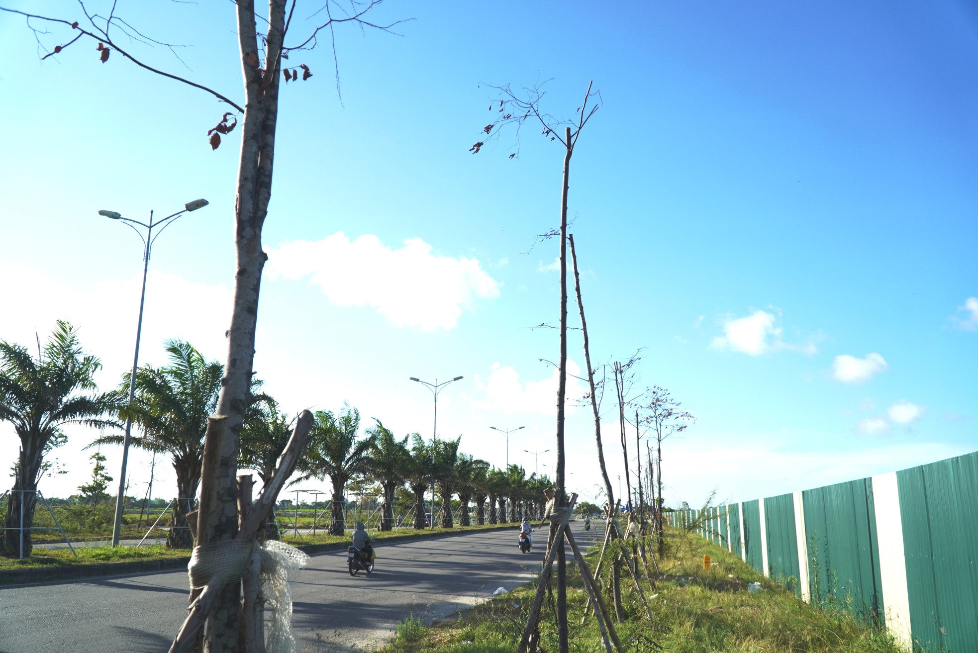 Loạt cây xanh đô thị tại Huế bỗng thành ‘củi khô’ sau khi bứng đi trồng lại - Ảnh 5.