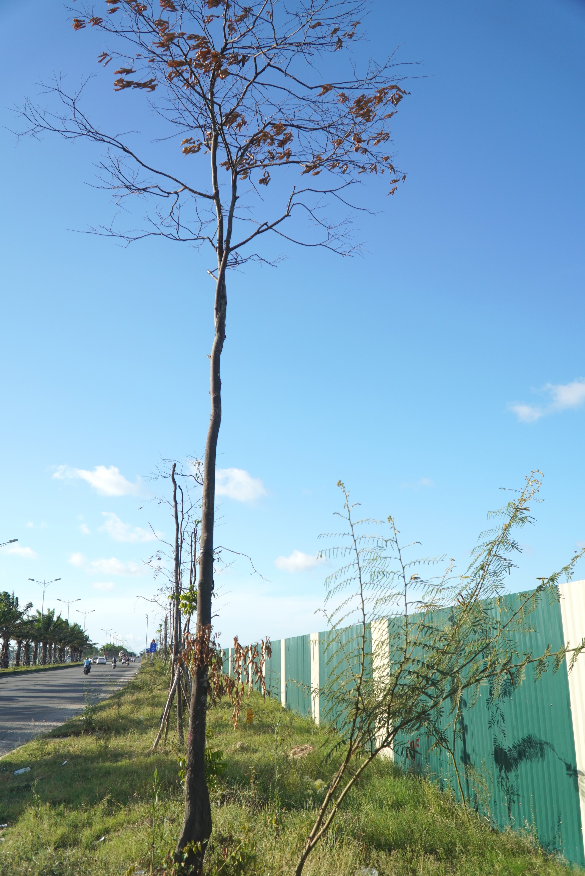 Loạt cây xanh đô thị tại Huế bỗng thành ‘củi khô’ sau khi bứng đi trồng lại - Ảnh 9.