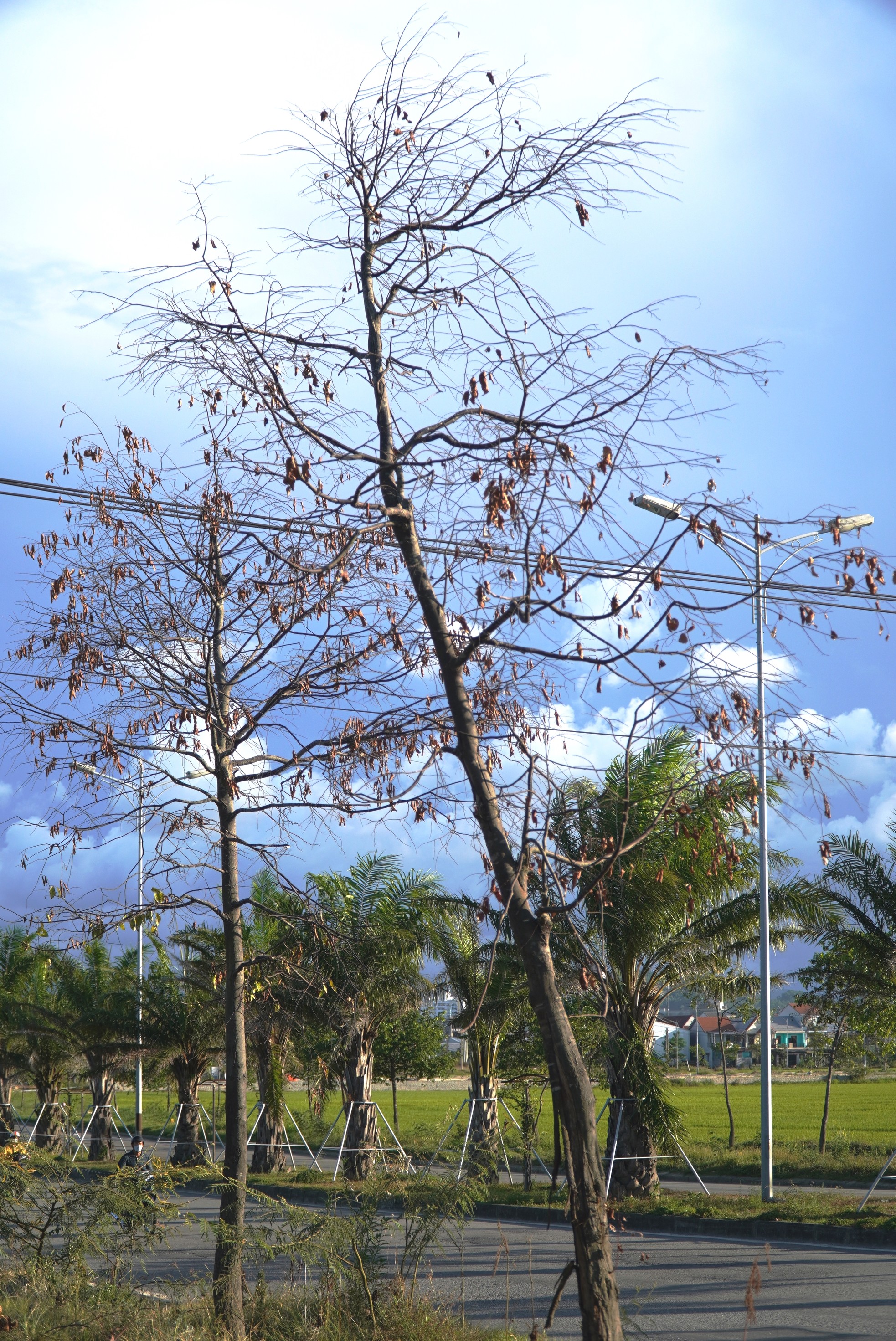 Loạt cây xanh đô thị tại Huế bỗng thành ‘củi khô’ sau khi bứng đi trồng lại - Ảnh 11.