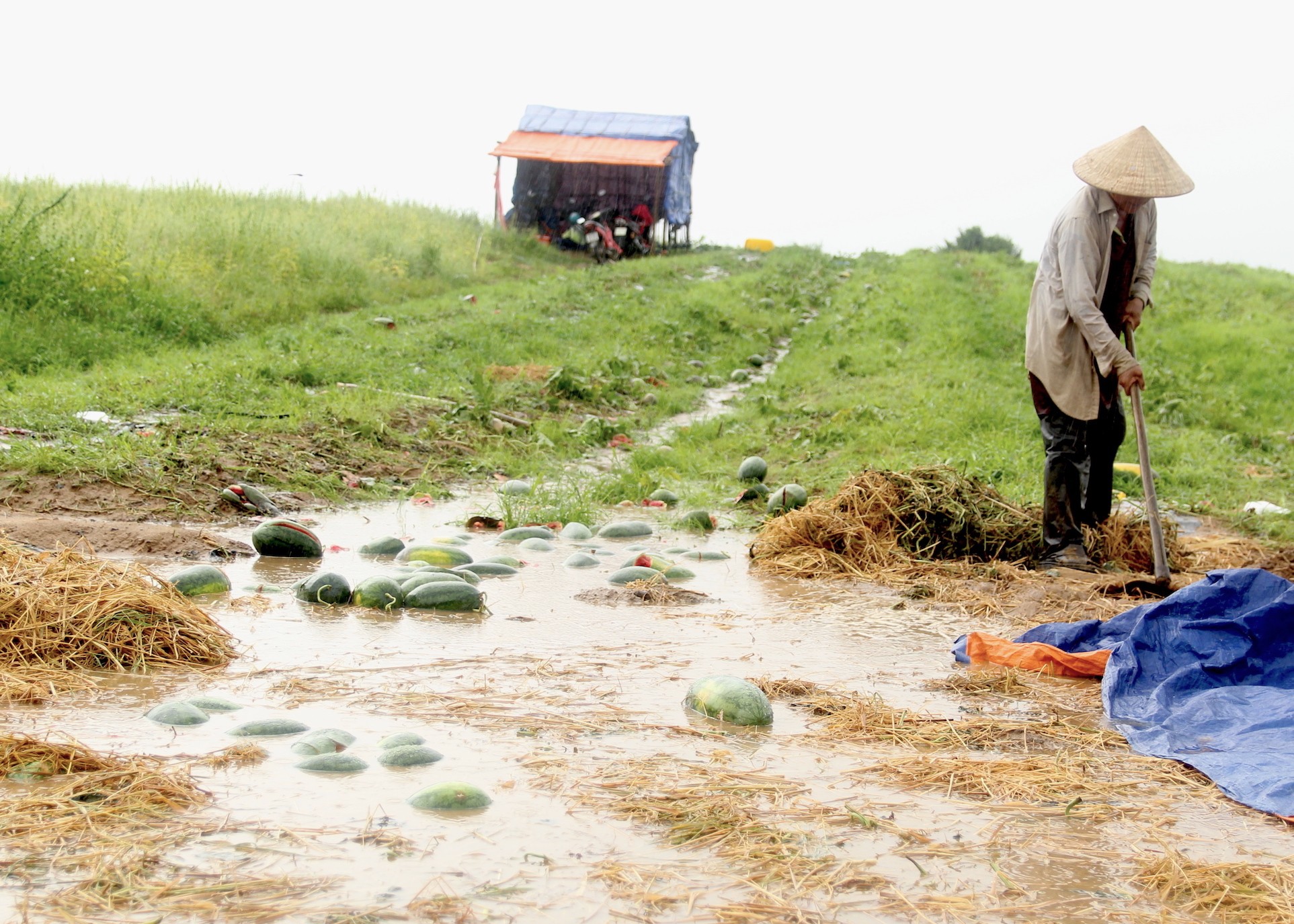 Rơi nước mắt cảnh dưa hấu của nông dân Gia Lai vứt đầy đường - Ảnh 8.