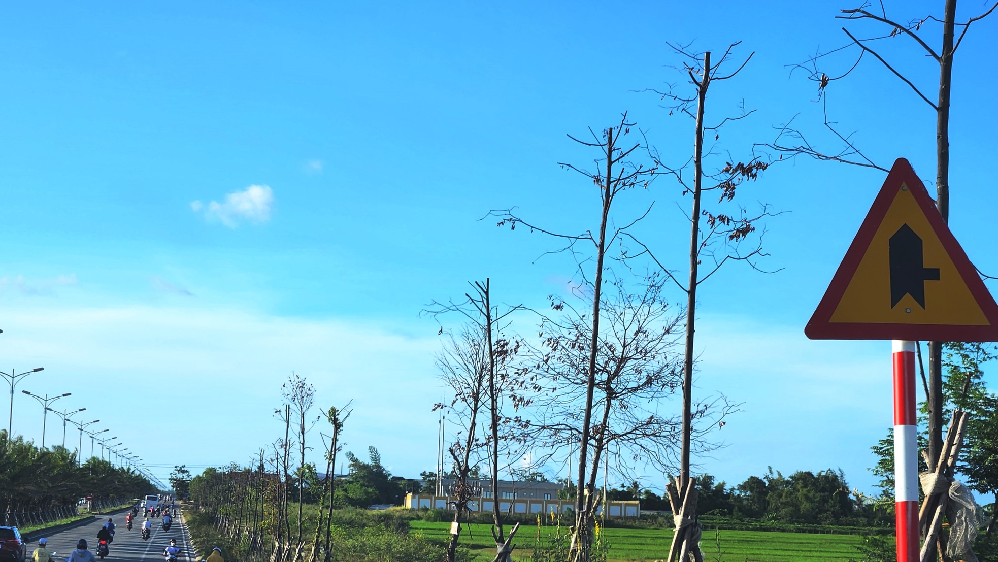 Loạt cây xanh đô thị tại Huế bỗng thành ‘củi khô’ sau khi bứng đi trồng lại - Ảnh 7.