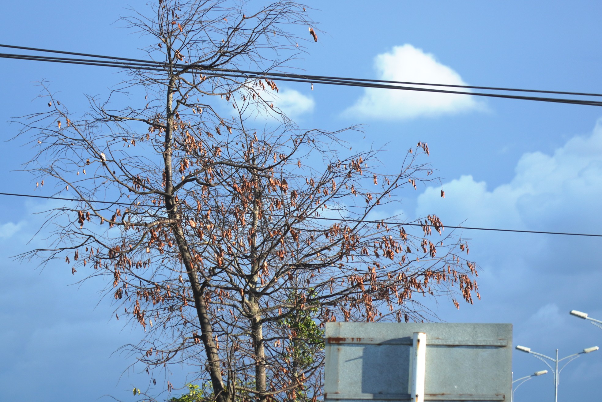 Loạt cây xanh đô thị tại Huế bỗng thành ‘củi khô’ sau khi bứng đi trồng lại - Ảnh 6.