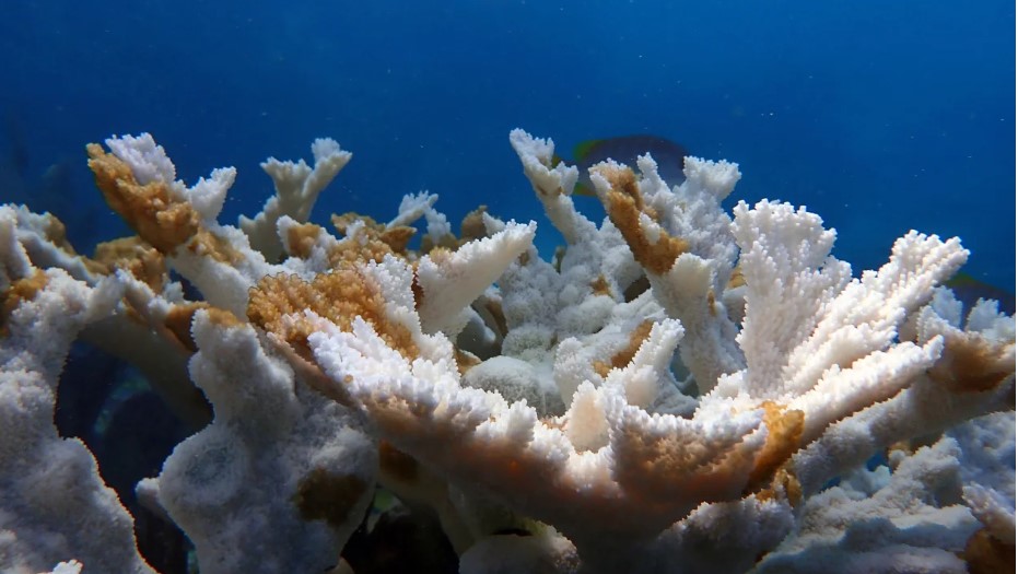 San hô bị tẩy trắng và chết hàng loạt, hé lộ hiện trạng đáng sợ dưới đáy biển sâu - Ảnh 1.