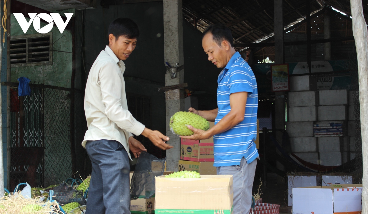 Giá mãng cầu xiêm cao kỷ lục - Ảnh 1.