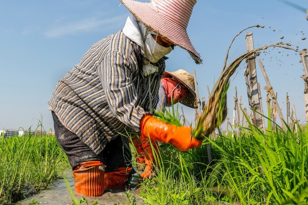 Ấn Độ cấm xuất khẩu gạo: Gạo Việt Nam tăng giá, một nước láng giềng lo lắng - Ảnh 1.