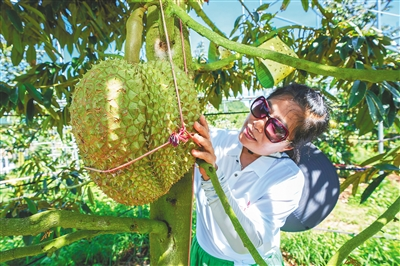 &quot;Nghiện&quot; sầu riêng, người dân Trung Quốc háo hức chờ được nếm đợt sầu riêng tự trồng đầu tiên, nhưng ước mơ 30.000 đồng/kg hãy còn rất xa - Ảnh 2.