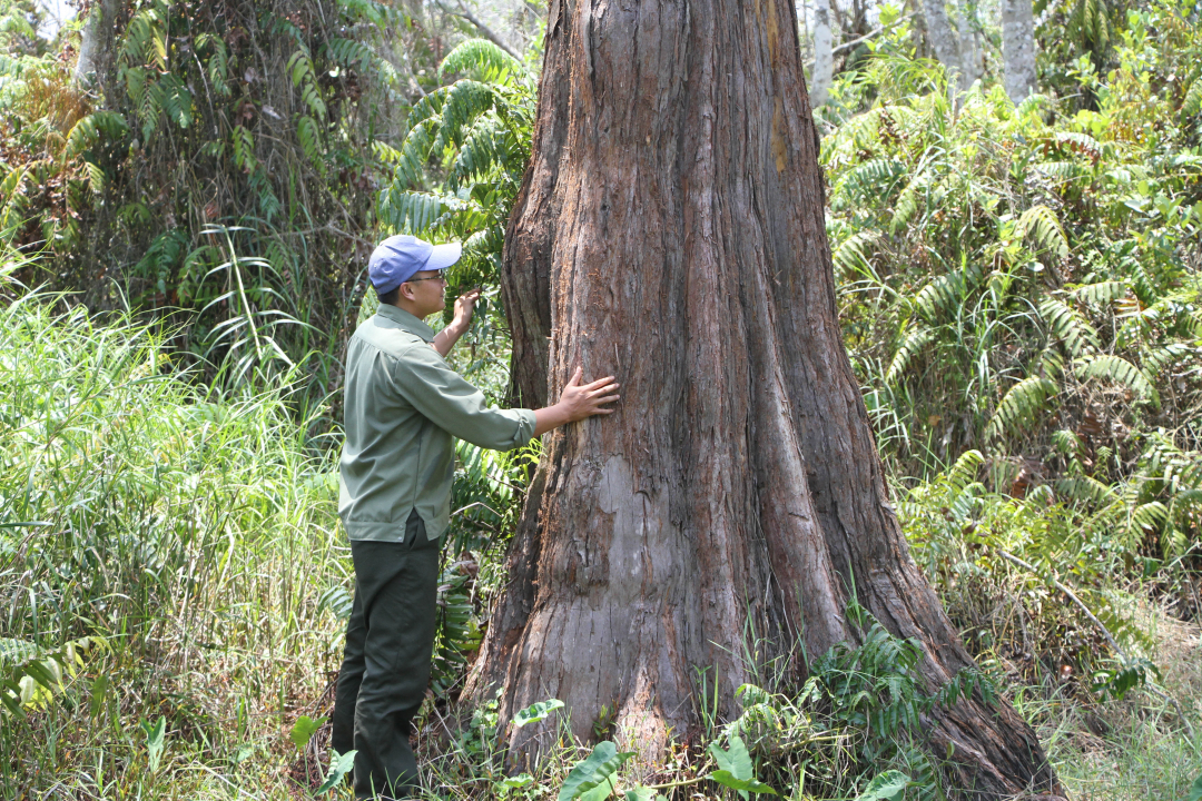 Việt Nam sở hữu loài gỗ quý chỉ 3 nước có: ‘Cơn sốt’ săn lùng tràn qua để lại 2 quần thể duy nhất sống sót - Ảnh 2.
