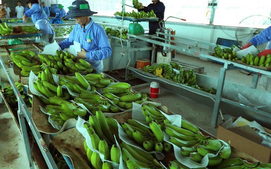 Xuất khẩu rau quả vượt 3,2 tỷ USD