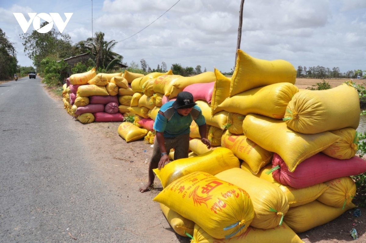 Lúa được mùa, được giá doanh nghiệp đổ xô thu mua để xuất khẩu - Ảnh 3.