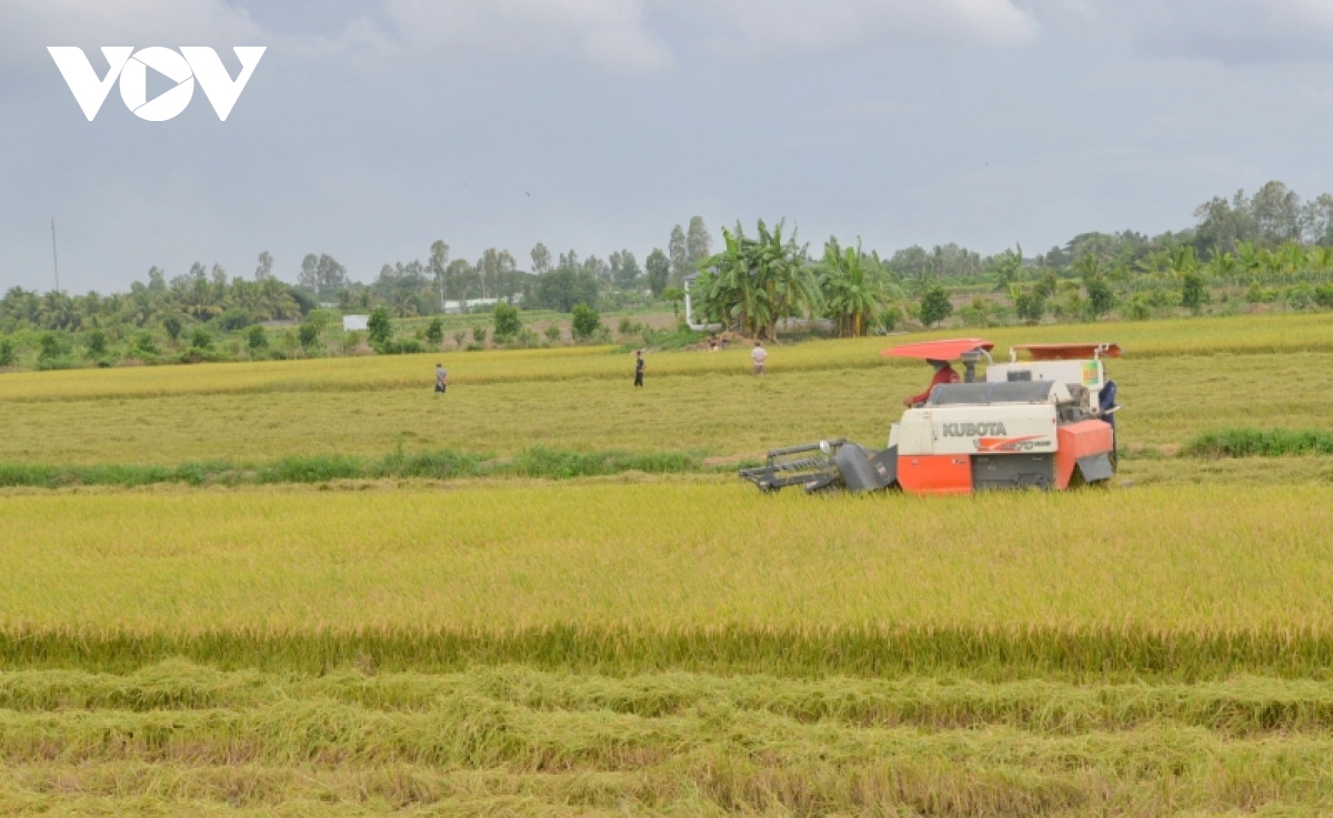Lúa được mùa, được giá doanh nghiệp đổ xô thu mua để xuất khẩu - Ảnh 2.
