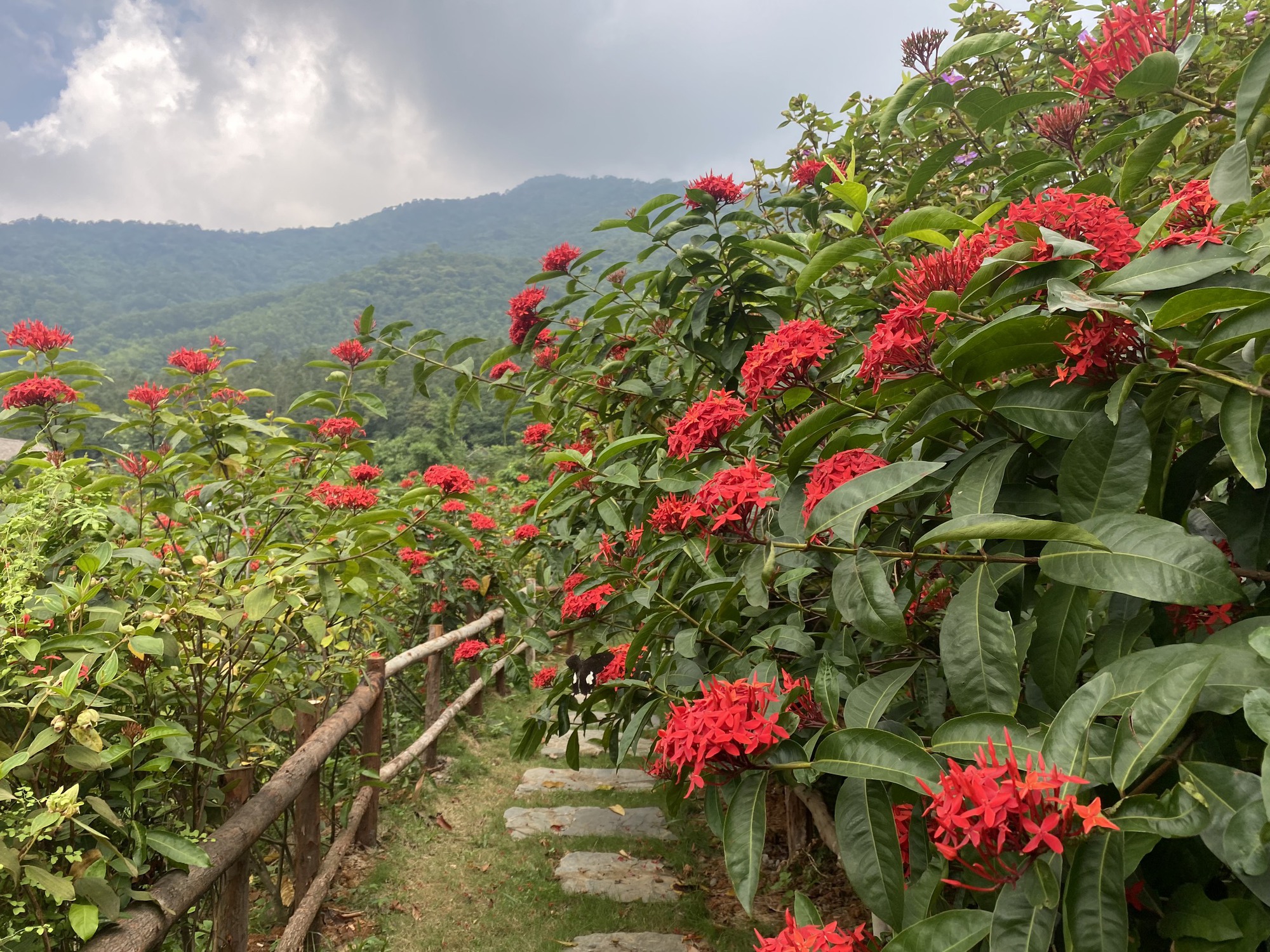 Mê đắm vườn mẫu đơn đỏ rực giữa lưng chừng đồi, chụp ảnh như tiên cảnh ở ngoại thành Hà Nội