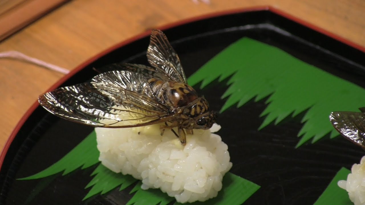 Người Nhật rộ lên sở thích ăn côn trùng: Trào lưu nhất thời hay xu hướng của tương lai? - Ảnh 2.
