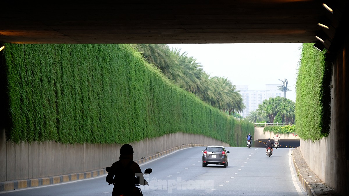 Mãn nhãn với bức tường của hầm chui được phủ kín cây xanh ở Hà Nội những ngày oi bức - Ảnh 2.