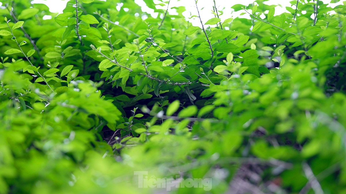 Mãn nhãn với bức tường của hầm chui được phủ kín cây xanh ở Hà Nội những ngày oi bức - Ảnh 3.