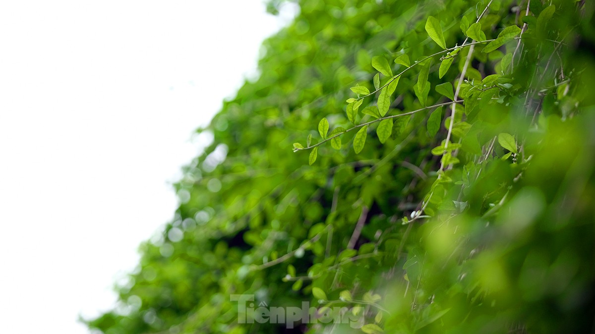 Mãn nhãn với bức tường của hầm chui được phủ kín cây xanh ở Hà Nội những ngày oi bức - Ảnh 4.