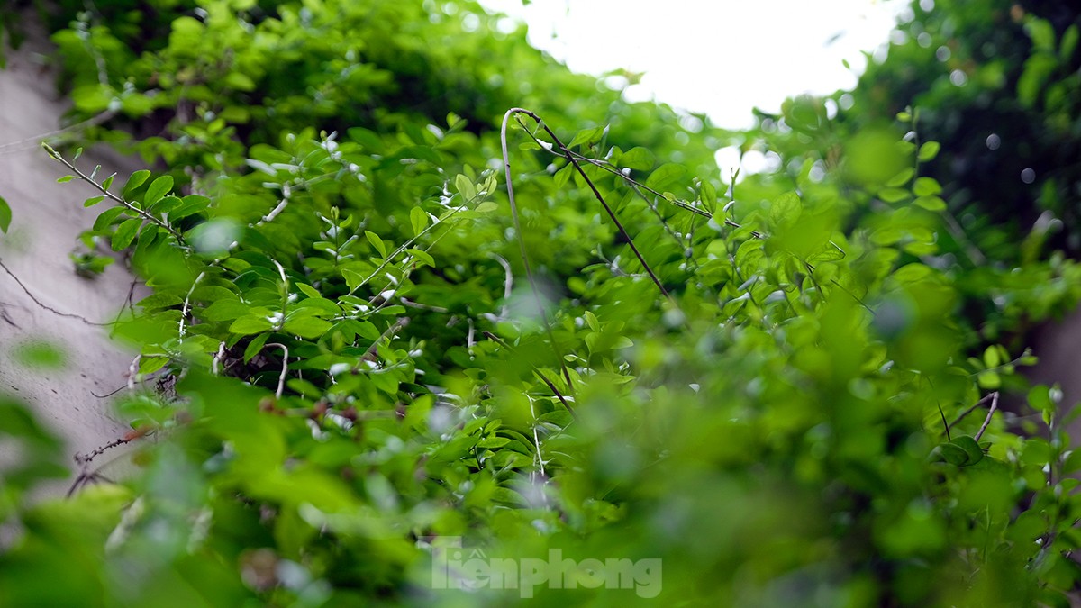Mãn nhãn với bức tường của hầm chui được phủ kín cây xanh ở Hà Nội những ngày oi bức - Ảnh 5.