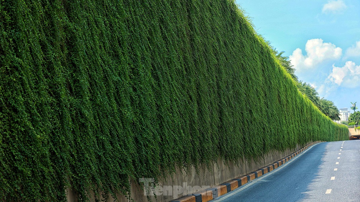 Mãn nhãn với bức tường của hầm chui được phủ kín cây xanh ở Hà Nội những ngày oi bức - Ảnh 7.