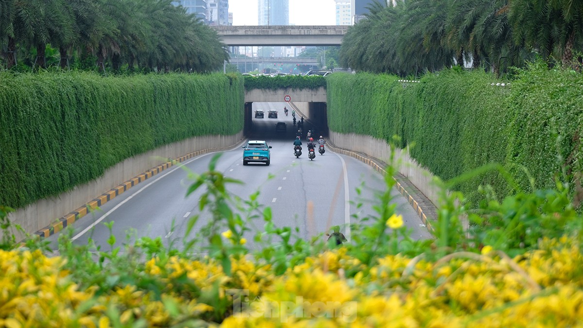 Mãn nhãn với bức tường của hầm chui được phủ kín cây xanh ở Hà Nội những ngày oi bức - Ảnh 8.