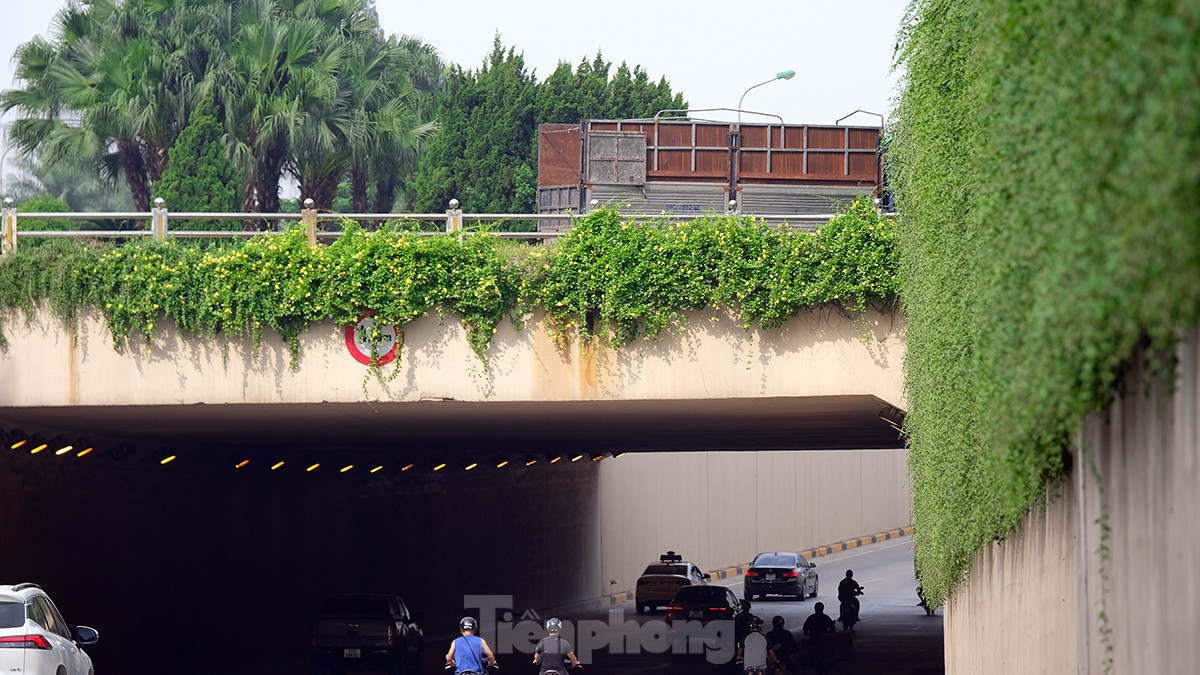Mãn nhãn với bức tường của hầm chui được phủ kín cây xanh ở Hà Nội những ngày oi bức - Ảnh 9.