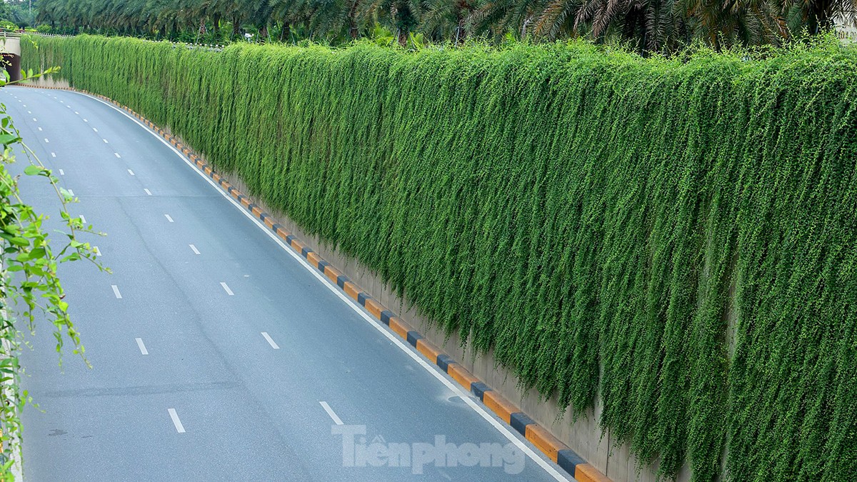 Mãn nhãn với bức tường của hầm chui được phủ kín cây xanh ở Hà Nội những ngày oi bức - Ảnh 13.
