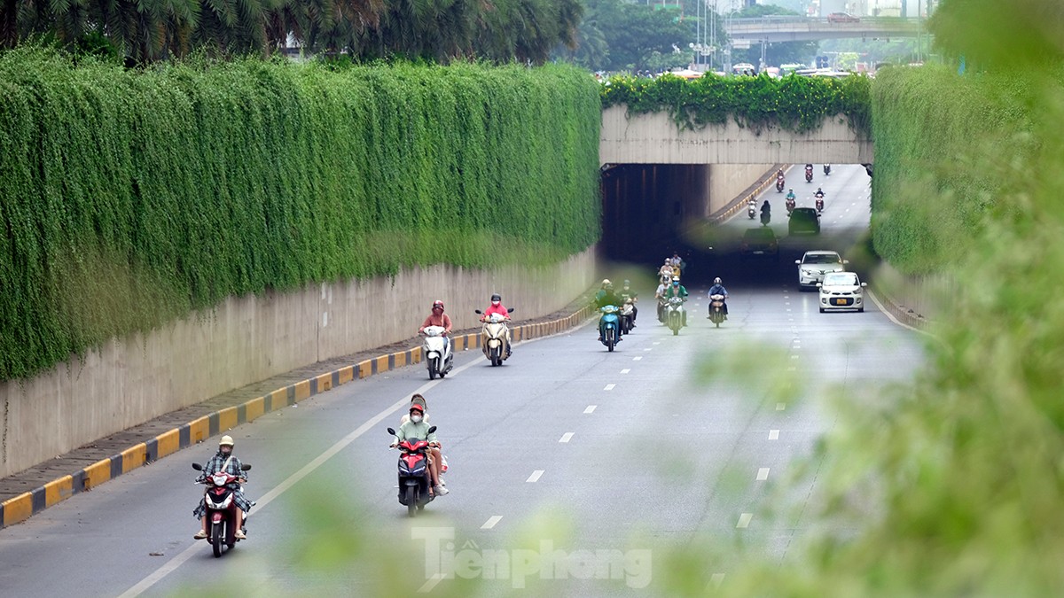 Mãn nhãn với bức tường của hầm chui được phủ kín cây xanh ở Hà Nội những ngày oi bức - Ảnh 15.
