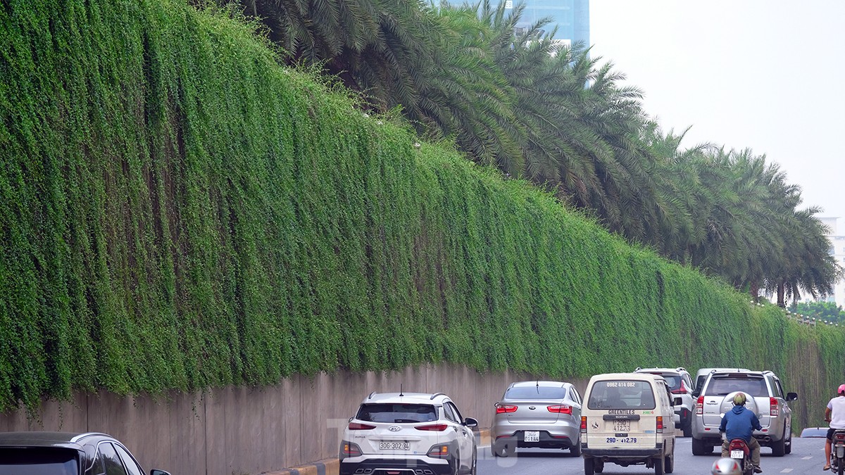 Mãn nhãn với bức tường của hầm chui được phủ kín cây xanh ở Hà Nội những ngày oi bức - Ảnh 16.