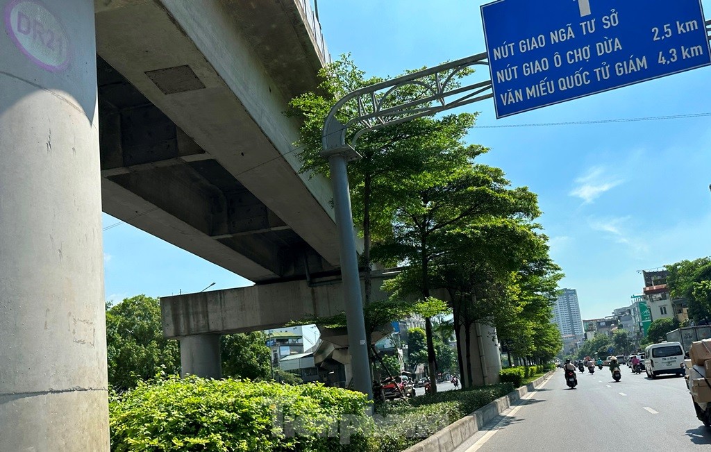 Cám cảnh cây xanh Hà Nội còi cọc 'đụng' gầm đường trên cao - Ảnh 10.